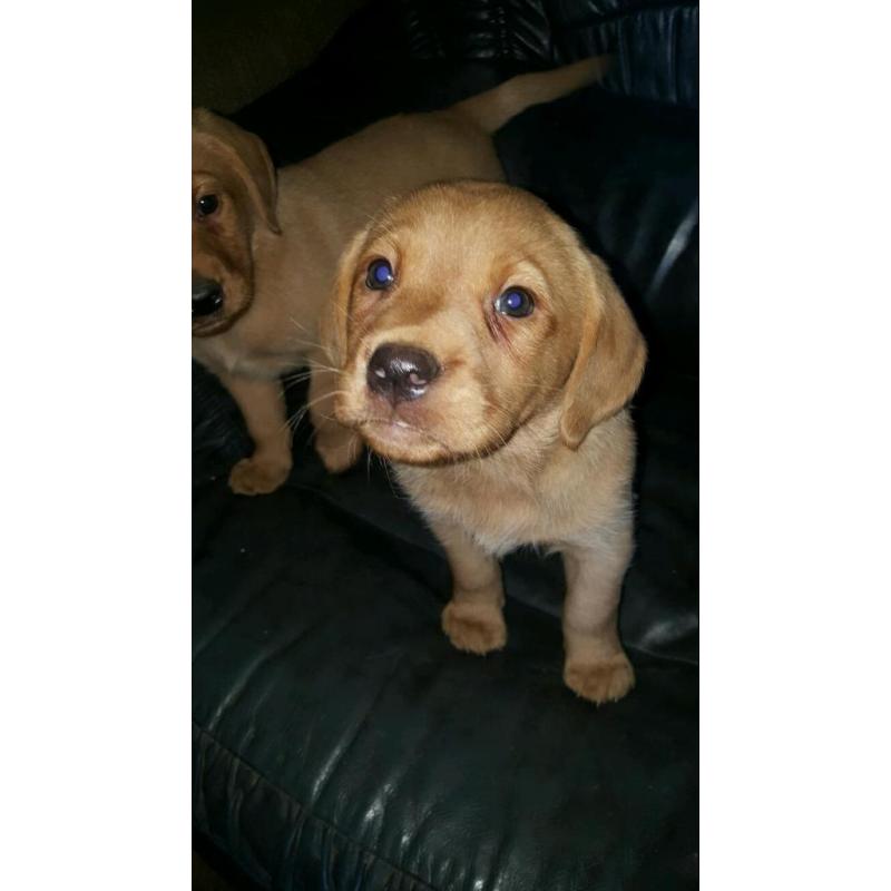 **last Beautiful boy remaining**Fabulous fox red Labrador Puppies
