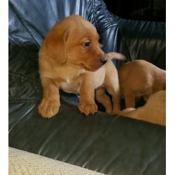 **last Beautiful boy remaining**Fabulous fox red Labrador Puppies