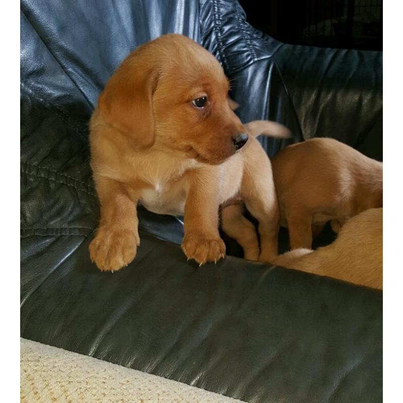**last Beautiful boy remaining**Fabulous fox red Labrador Puppies
