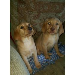 **last Beautiful boy remaining**Fabulous fox red Labrador Puppies
