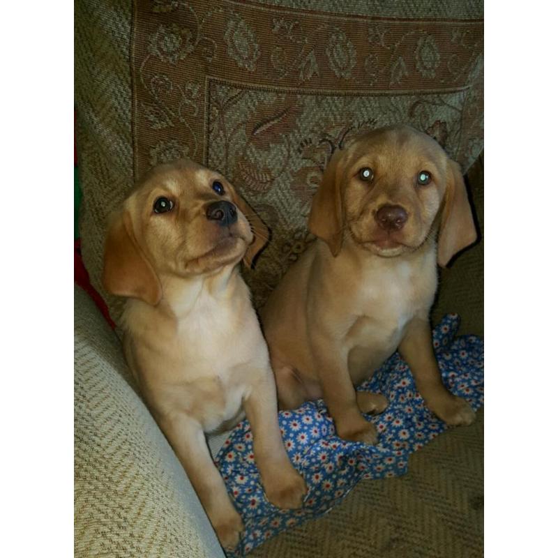 **last Beautiful boy remaining**Fabulous fox red Labrador Puppies