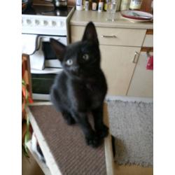 Male kittens for sale 25 pounds each