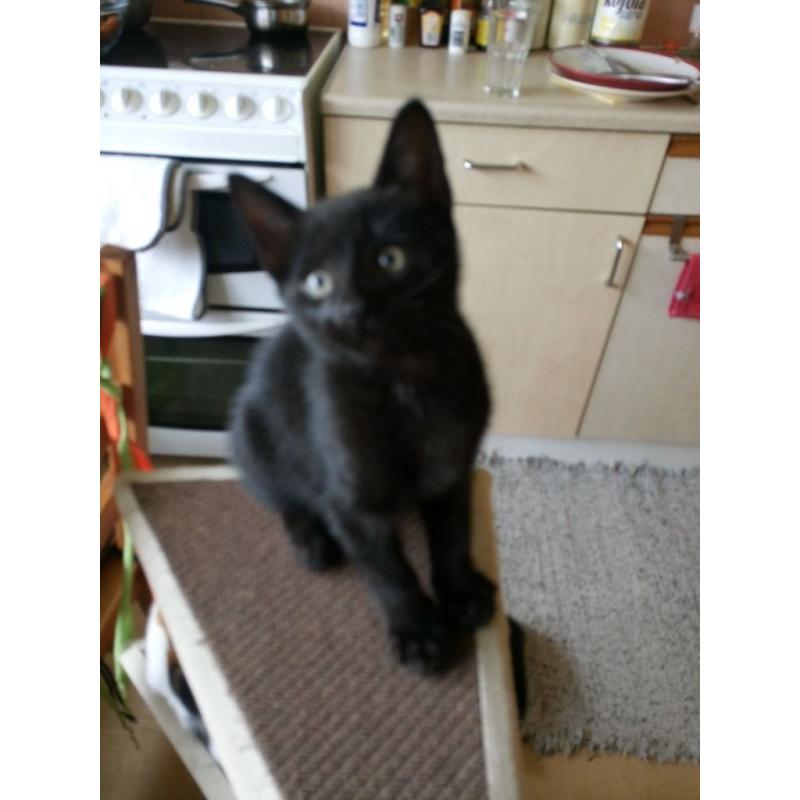 Male kittens for sale 25 pounds each