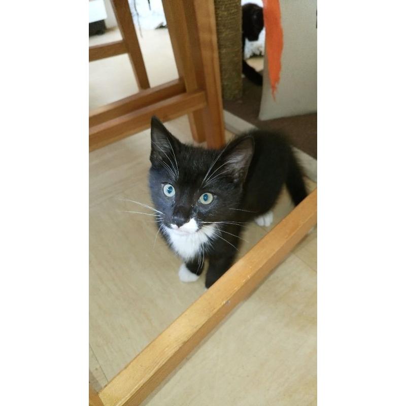 Male kittens for sale 25 pounds each