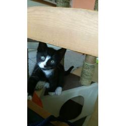 Male kittens for sale 25 pounds each