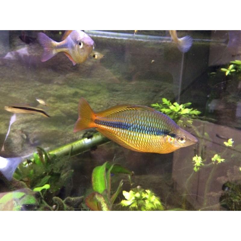 Yellow banded rainbows