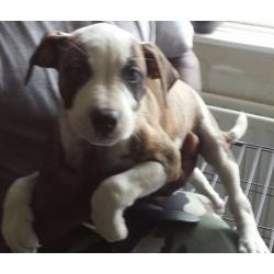 Excellent Pedigree Staffy Puppy for Sale