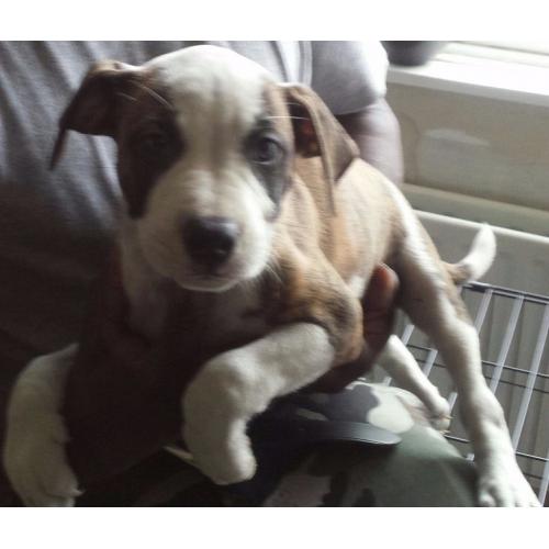 Excellent Pedigree Staffy Puppy for Sale