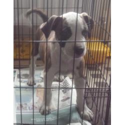 Excellent Pedigree Staffy Puppy for Sale