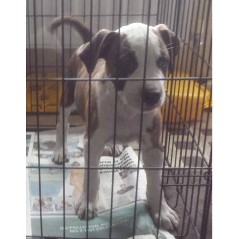 Excellent Pedigree Staffy Puppy for Sale