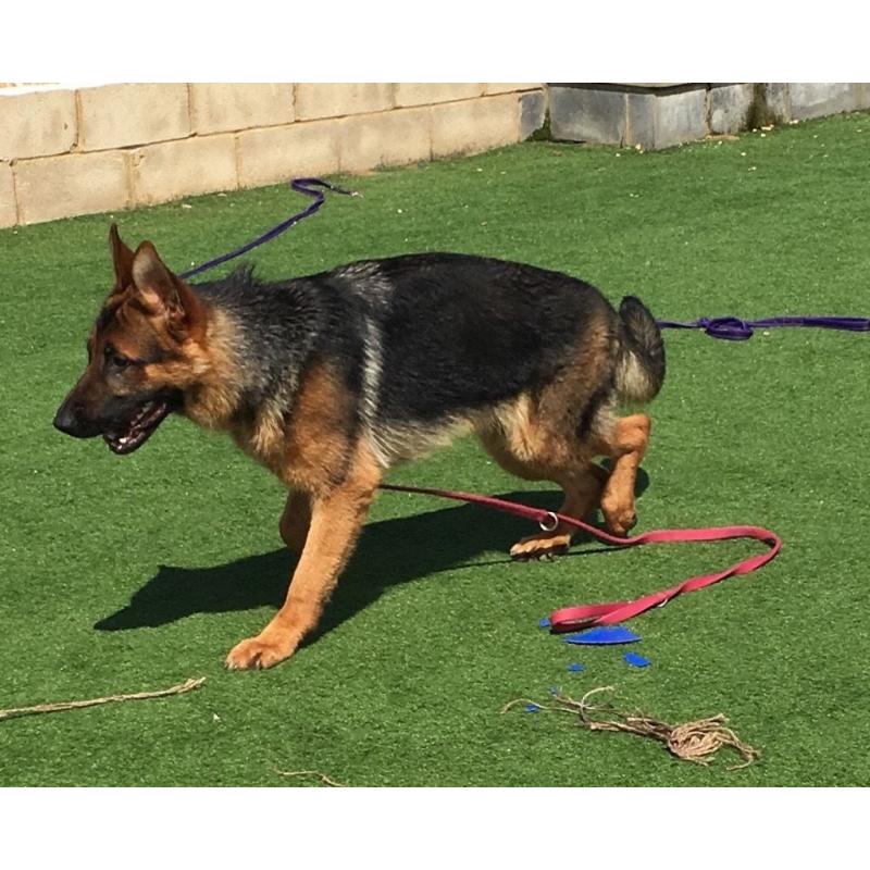 Stunning male GSD for sale KC Registered.