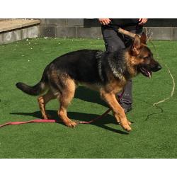 Stunning male GSD for sale KC Registered.