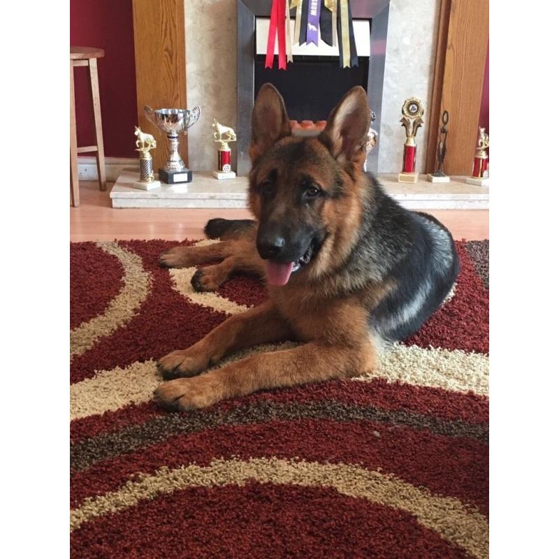 Stunning male GSD for sale KC Registered.