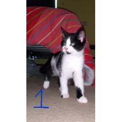 9 week old male kittens