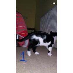 9 week old male kittens