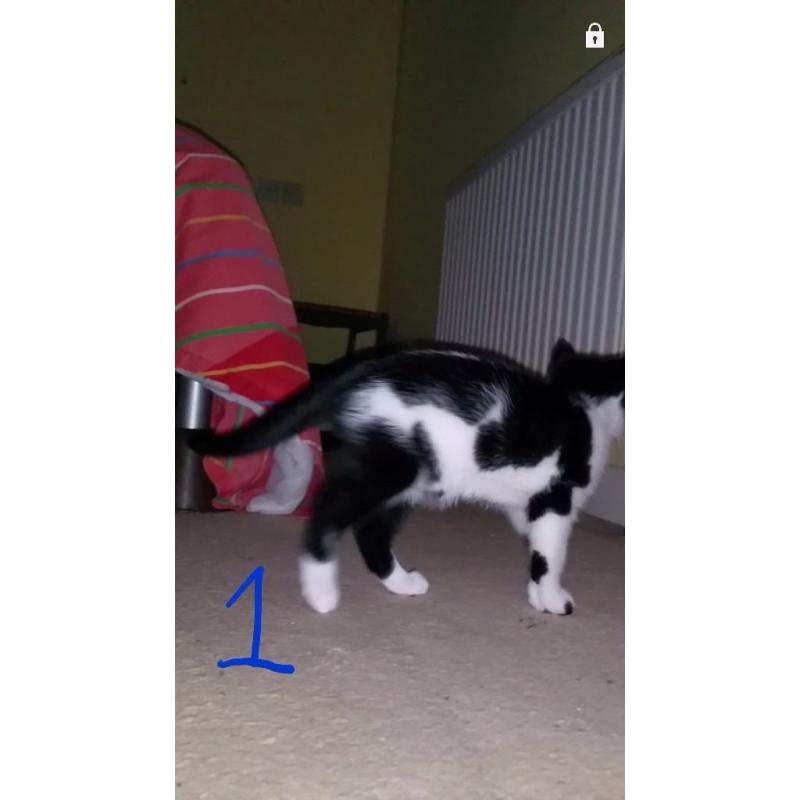 9 week old male kittens