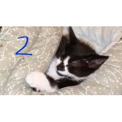 9 week old male kittens