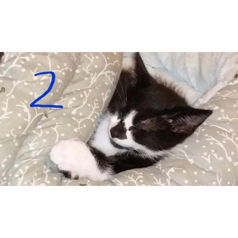 9 week old male kittens