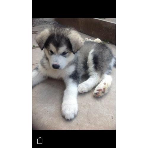 Alaskan malamute female puppy