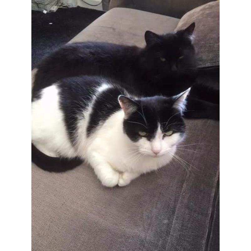 Mother and son for sale