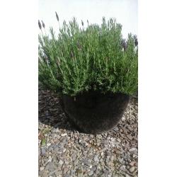 Out door planters in large black ceramic pots