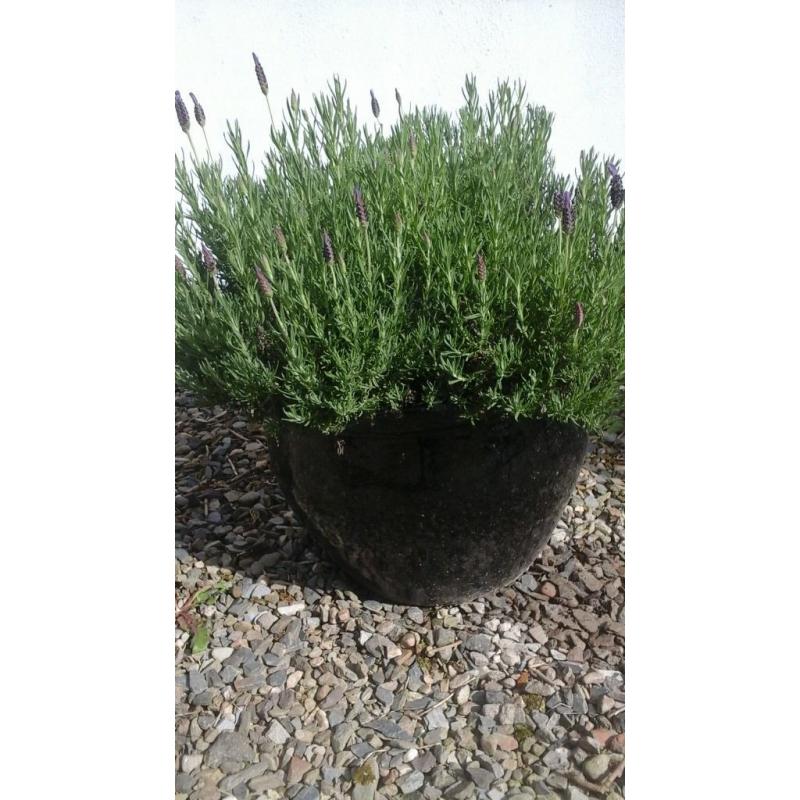 Out door planters in large black ceramic pots