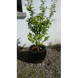 Out door planters in large black ceramic pots