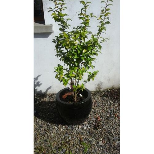Out door planters in large black ceramic pots