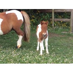Beautiful miniature Shetland Colt for sale