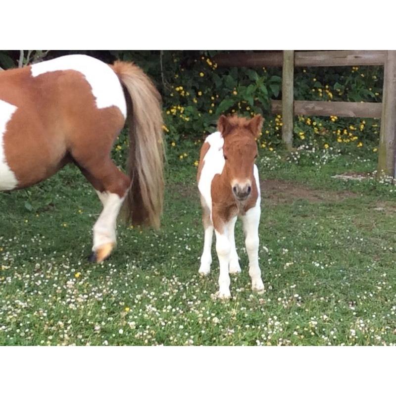 Beautiful miniature Shetland Colt for sale