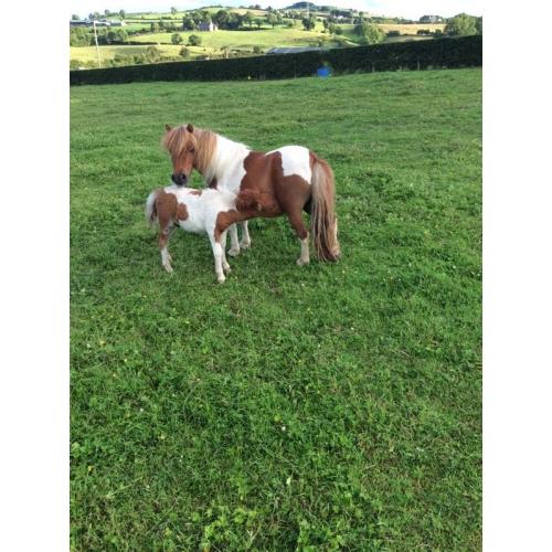 Beautiful miniature Shetland Colt for sale