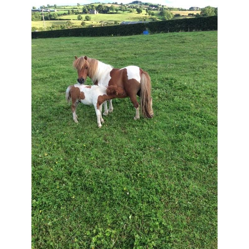 Beautiful miniature Shetland Colt for sale