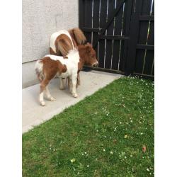 Beautiful miniature Shetland Colt for sale