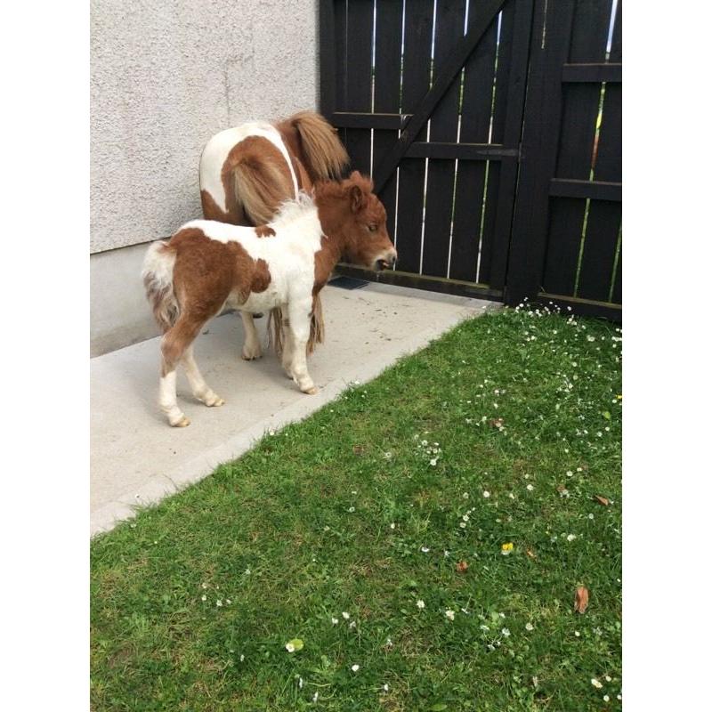 Beautiful miniature Shetland Colt for sale