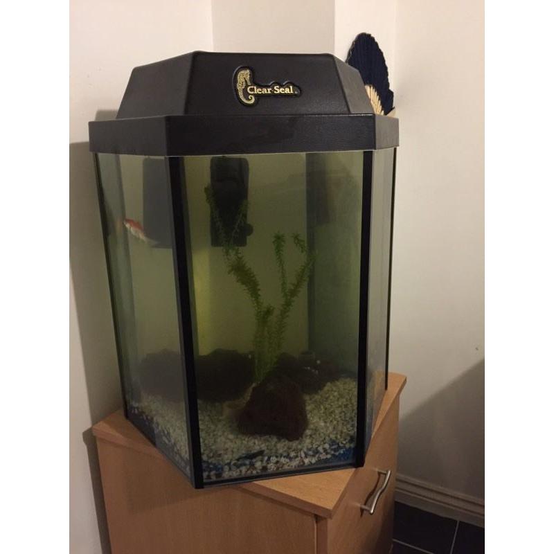 Hexagonal Fish Tank