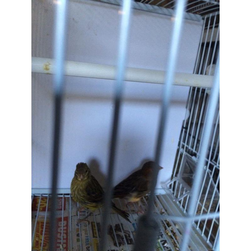 Canary for sale