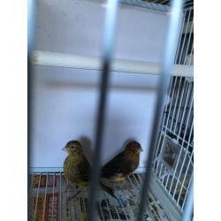 Canary for sale