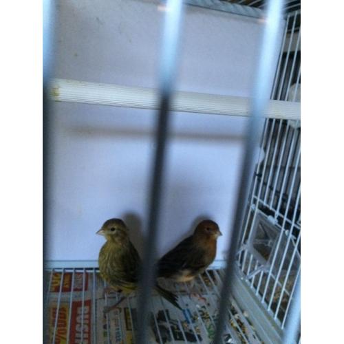 Canary for sale