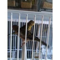 Canary for sale