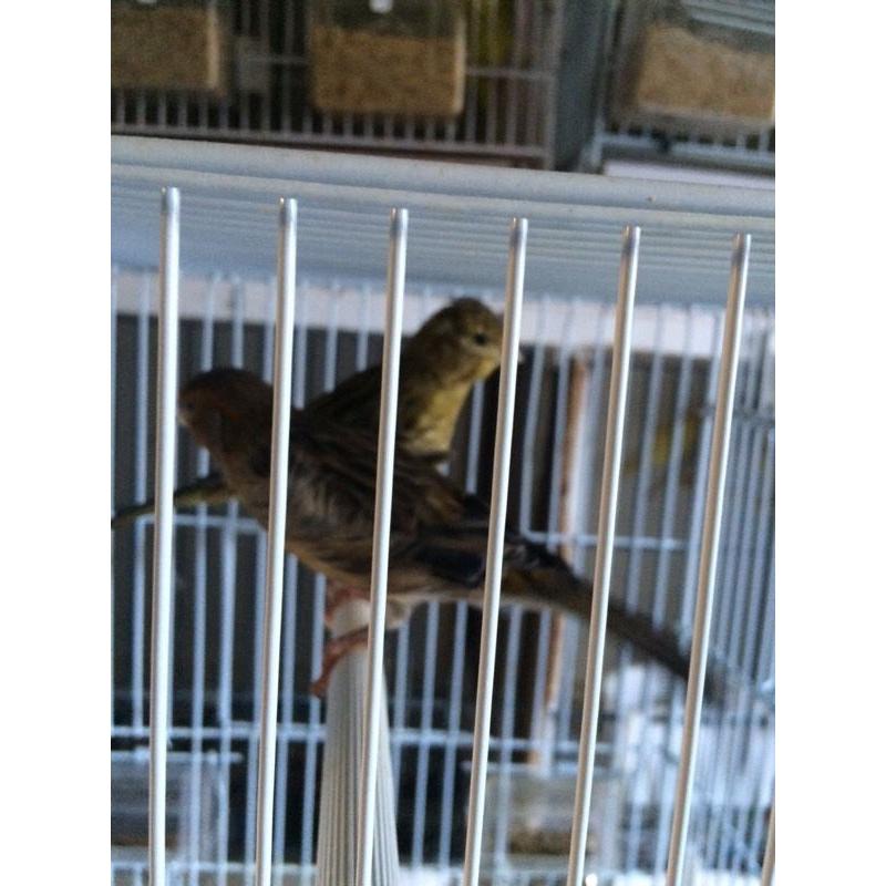 Canary for sale