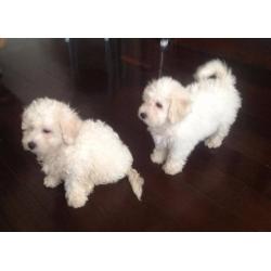 Bichon Frise pups