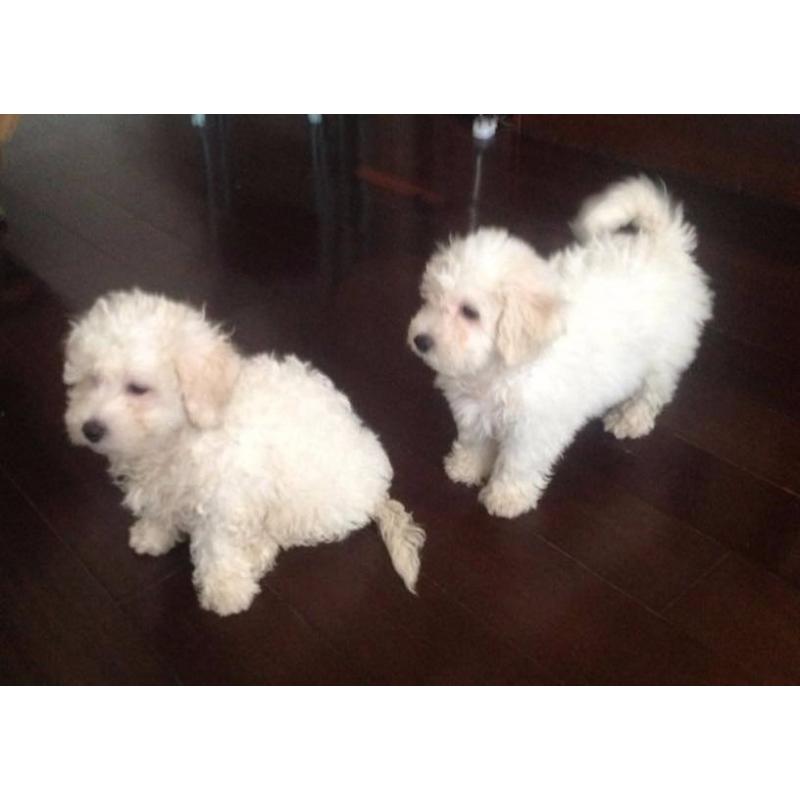 Bichon Frise pups