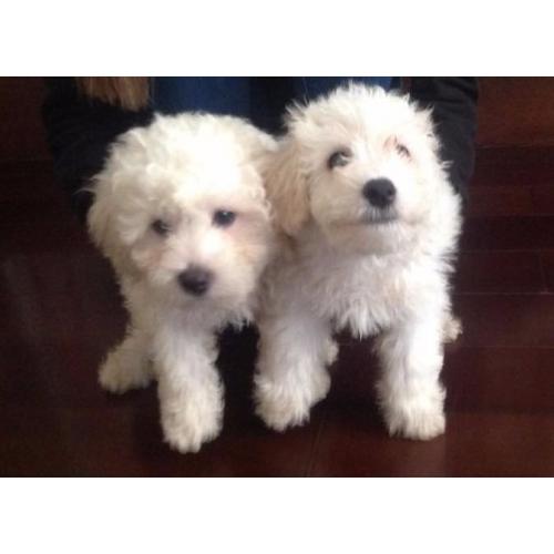 Bichon Frise pups