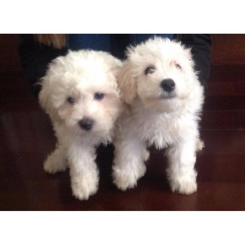 Bichon Frise pups