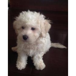 Bichon Frise pups