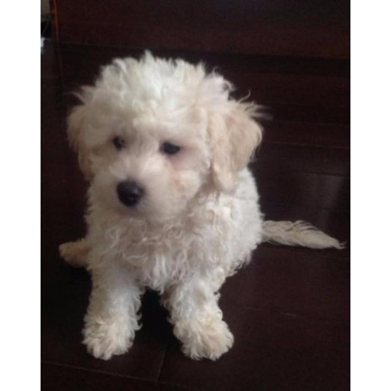 Bichon Frise pups