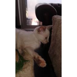 ragamese kittens ready now