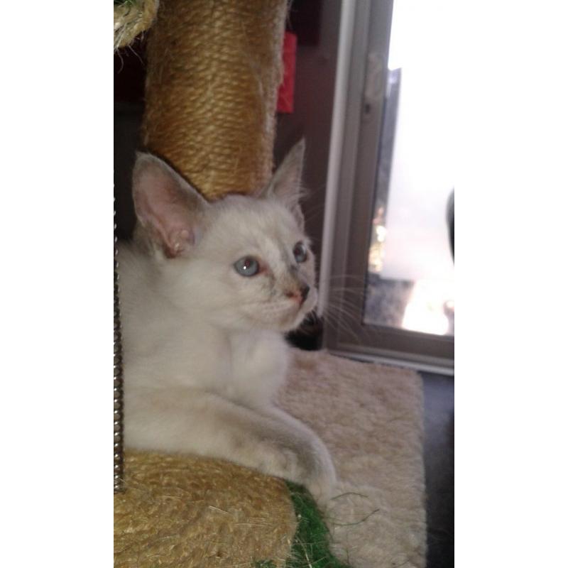 ragamese kittens ready now
