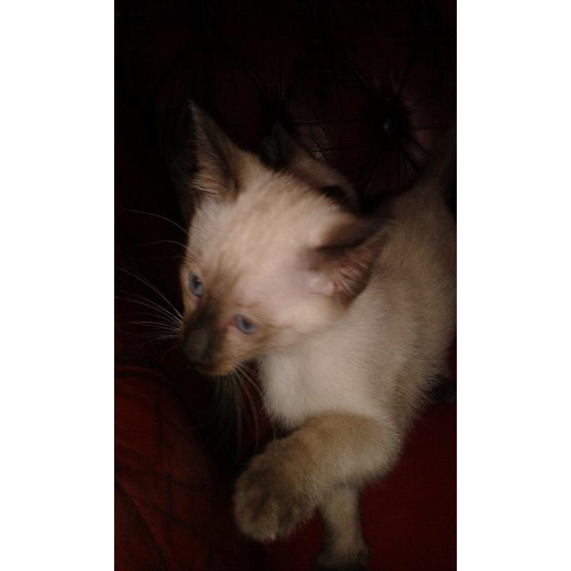 ragamese kittens ready now