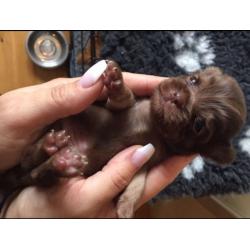 Stunning chihuahua puppies